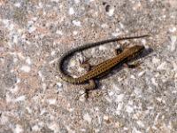 Kleine Eidechse wärmt sich am Douro Uferweg - NSG Douro